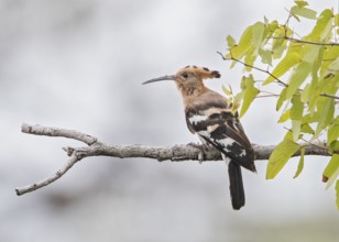 African Hoopoe (Upupa africana) perched on a branch, Nambibia
