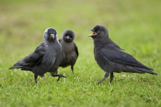 Western Jackdaw (Coloeus monedula) juvenile, Saxony-Anhalt, Germany
