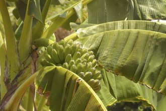 Banana tree green bananas in banana plant (Musa), Philippines