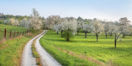 Field path winds through landscape with orchard meadow in spring, blossoming cherry trees and green