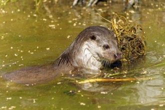 An otter carries a plant in the water and appears to be focussed, European otter (Lutra lutra)