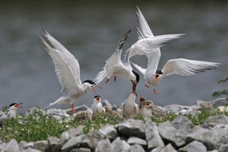 Scuffle... Common terns (Sterna hirundo) with offspring on an artificial breeding island,