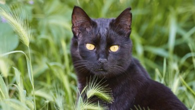 A black cat with intense yellow eyes in the green grass looks attentively, Kalithea, cat station,