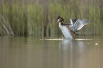 Great Crested Grebe (Podiceps cristatus) flapping, North Rhine-Westphalia, Germany