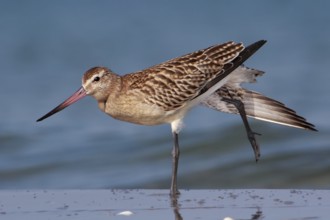 Bar-tailed Godwit (Limosa lapponica), Mecklenburg-Western Pomerania, Germany