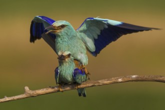 European Roller (Coracias garrulus) pair mating, Hajdu-Bihar, Hungary