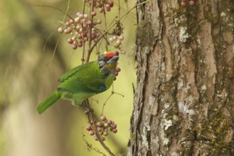 Golden-throated Barbet (Psilopogon franklinii), Doi Ang Khang, Thailand