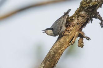 Giant Nuthatch (Sitta magna), Doi Ang Khang, Thailand