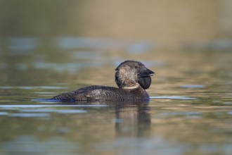 Musk Duck (Biziura lobata) male, Victoria, Australia