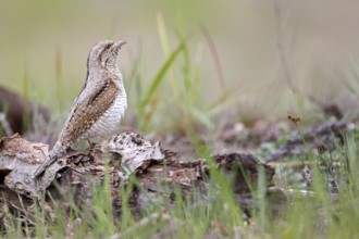 Eurasian Wryneck (Jynx torquilla), Saxony-Anhalt, Germany
