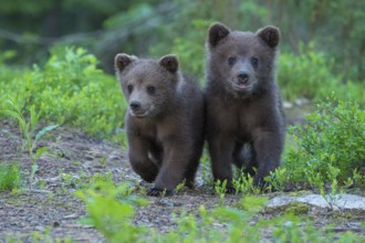 Eurasian Brown Bear (Ursus arctos) two cubs walking on forest trail, Finland