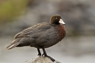 Blue Duck (Hymenolaimus malacorhynchos), Waikato, North Island, New Zealand