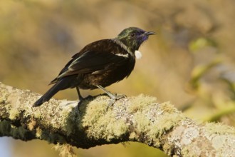 Tui (Prosthemadera novaeseelandiae), Stewart Island, New Zealand