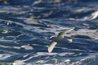 Snow Petrel (Pagodroma nivea) flying, Ross Sea, Antarctica
