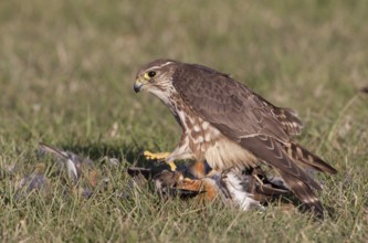 Merlin (Falco columbarius) female plucks American Robin, Washington, USA