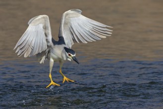 Nachtreiher, Black-crowned Night Heron, Night Heron, Black-crowned Night-Heron, Nycticorax