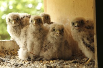 Common Kestrel (Falco tinnunculus) chick, Lower Saxony, Germany