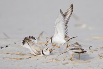 Piping Plover (Charadrius melodus) wrangling, Massachusetts, USA