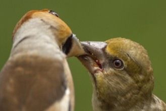 Hawfinch (Coccothraustes coccothraustes) male feeds juvenile, Utrecht, Netherlands
