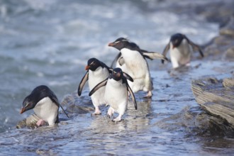 Southern Rockhopper Penguin (Eudyptes chrysocome) group walking, Saunders Island, Falkland Islands