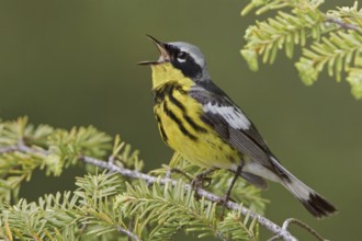 Magnolia Warbler (Setophaga magnolia), Ontario, Canada