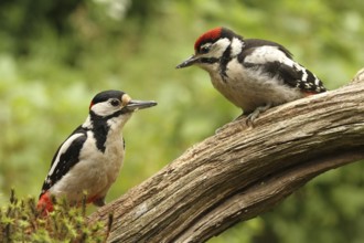 Great Spotted Woodpecker (Dendrocopos major) juvenile, Lower Saxony, Germany