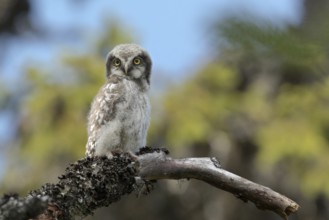Northern Hawk-Owl (Surnia ulula) juvenile perched on an old branch, Dalarna, Sweden