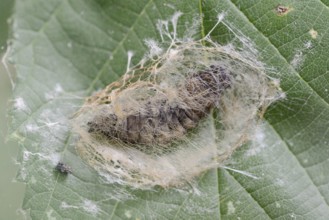 Rose owl (Thyatira batis), caterpillar pupating, North Rhine-Westphalia, Germany