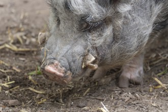 Pot-bellied pig (Sus scrofa domesticus), close up, wildlife park, Bavaria, Germany
