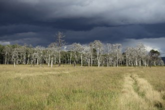 Threatening storm clouds over the raised bog... High Fens (Eifel), world-famous nature reserve in