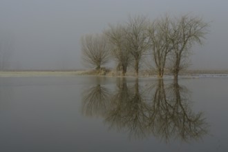 Frost and flood... Lower Rhine, Bislicher Insel, flooded meadows and fields, North