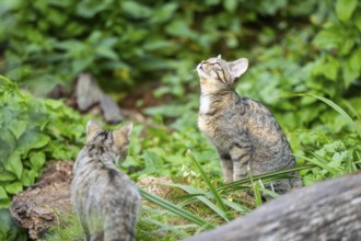 European wildcat (Felis silvestris silvestris) jumoing in the air, hunting, Hesse, Germany