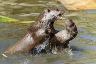 Two otters in dynamic play, lively and interactive, with splashing water, European otter (Lutra