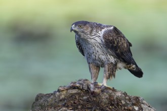Bonelli's eagle, male (Aquila fasciata), on a rock with preyAndalusia Spain