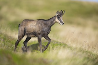 Chamois (Rupicapra rupicapra) on a meadow in the Vosges Mountains, wildlife, France