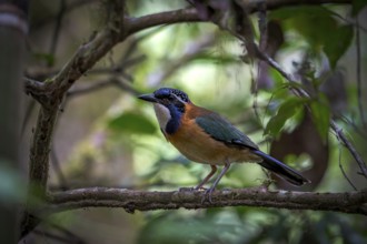 Pitta Like Ground Roller in the rainforests of Mantadia National Park in the central east of