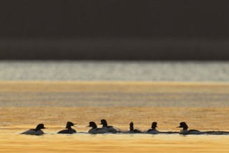 Common Merganser (Mergus merganser) group, Brandenburg, Germany