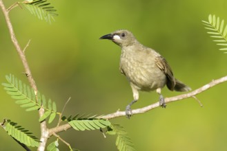 White-gaped Honeyeater (Stomiopera unicolor), Northern Territory, Australia
