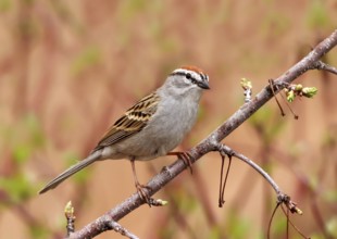 Chipping Sparrow (Spizella passerina), Saskatchewan, Canada