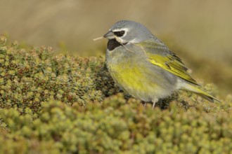 Black-throated Finch (Melanodera melanodera) perched on the ground in the Falkland Islands