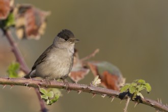 Blackcap - Mönchsgrasmücke - Sylvia atricapilla ssp. atricapilla, Germany, adult male