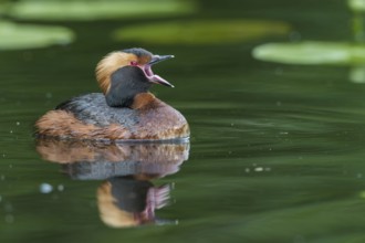 Ohrentaucher (Podiceps auritus) Slavonian Grebe