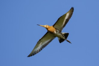 Black-tailed Godwit (Limosa limosa) flying, Netherlands