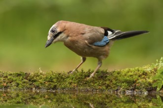 Eurasian Jay (Garrulus glandarius), Utrecht, Netherlands