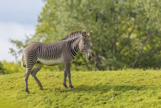 A Grévy's zebra (Equus grevyi) stands in a green meadow. Botswana