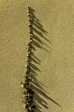 Intricate leaves stretch upwards on a textured yellow wall, creating captivating shadows in the