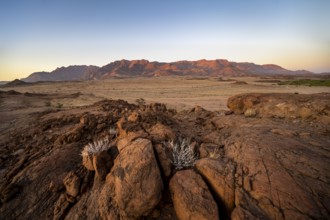 Desert landscape with Brandberg at sunrise, Erongo, Damaraland, Namibia
