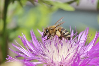 European honeybee (Apis mellifera), with pollen pellets, collecting nectar from a flower of the
