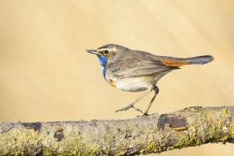 Bluethroat (Luscinia svecica cyanecula) ml Germany