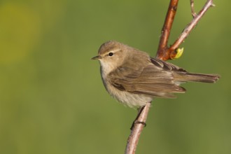 Siberian Chiffchaff - Taigazilpzalp - Phylloscopus tristis, Kazakhstan